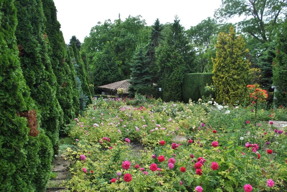 kvetou okrasné rostliny